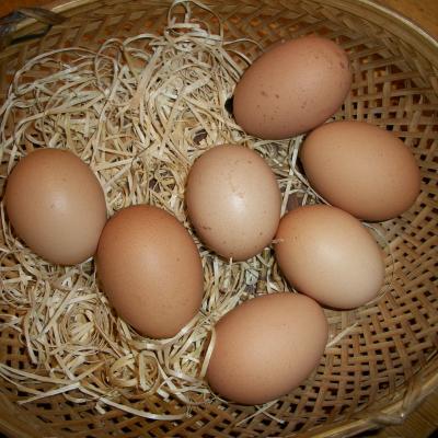 Freshly laid eggs