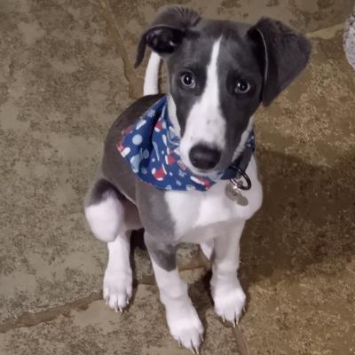 Whippet puppy