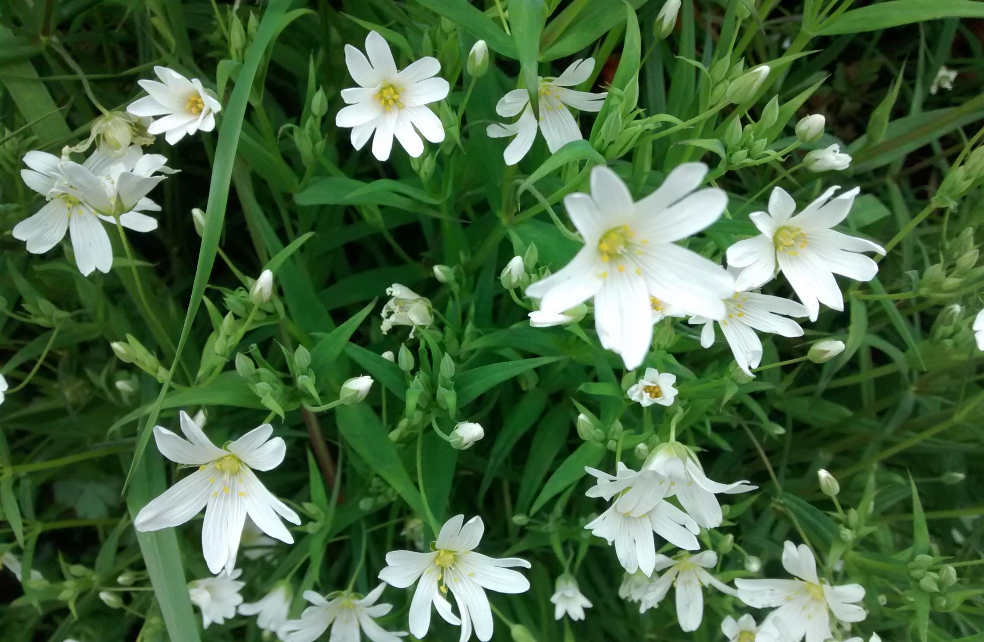 Springtime in Sampford Courtenay, Devon